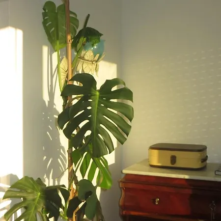 Caparica For Rent *